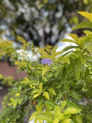 Duranta