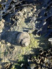 Littorina littorea