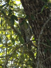 Colaptes auratus luteus