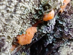 Tremella mesenterica