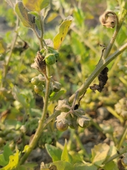 Solanum physalifolium nitidibaccatum