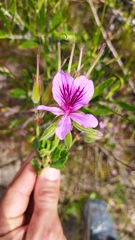 Pelargonium betulinum