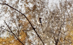 Lanius borealis