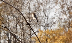 Lanius borealis