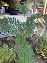 Erythrostemon gilliesii