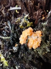 Tremella mesenterica