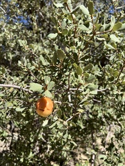 Andricus quercuscalifornicus