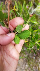 Pelargonium betulinum