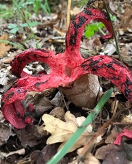 Clathrus archeri