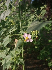 Kosteletzkya depressa