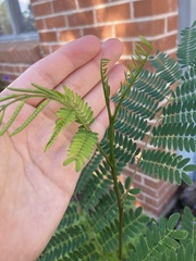 Erythrostemon gilliesii