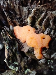 Tremella mesenterica
