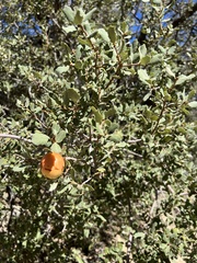 Andricus quercuscalifornicus