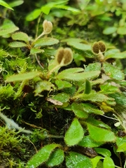 Elaphoglossum