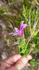 Pelargonium betulinum