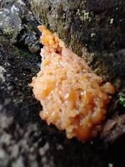 Tremella mesenterica