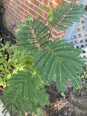 Erythrostemon gilliesii