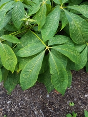 Aesculus parviflora