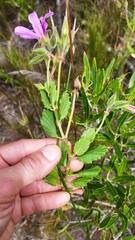 Pelargonium betulinum