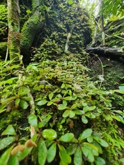 Elaphoglossum