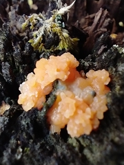 Tremella mesenterica