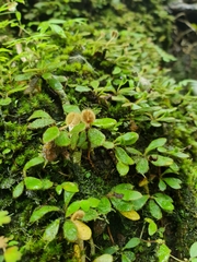 Elaphoglossum