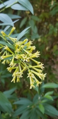 Cestrum parqui