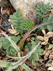 Acaena magellanica