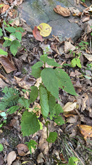 Scutellaria lateriflora