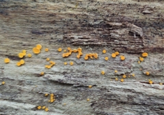 Calycina citrina
