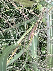 Panicum