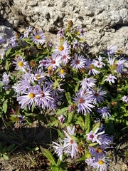 Symphyotrichum novi-belgii