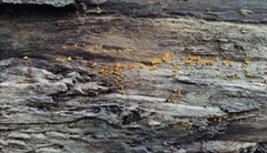 Calycina citrina