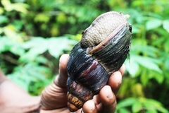 Archachatina bicarinata