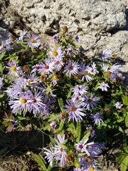 Symphyotrichum novi-belgii