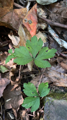 Sanicula canadensis