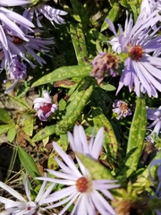 Symphyotrichum novi-belgii