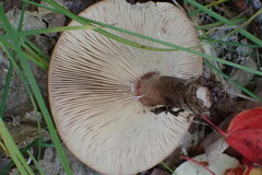Lactarius quietus