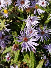 Symphyotrichum novi-belgii