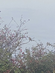 Passer hispaniolensis