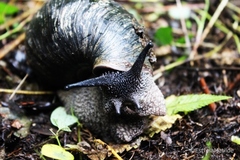 Archachatina bicarinata