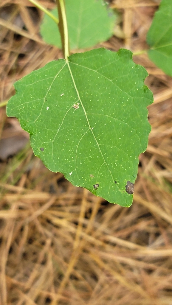 Populus × tomentosa; photograph snail_hiker, CC BY, iNaturalist via GBIF
