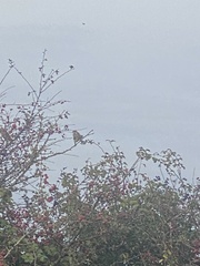 Passer hispaniolensis