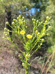 Chrysopsis scabrella