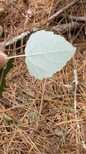 Populus × tomentosa, photograph 1