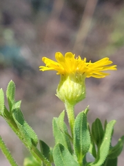 Chrysopsis scabrella