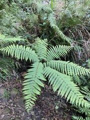Pteris wallichiana