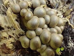 Lycogala