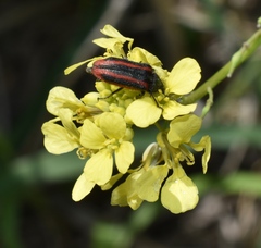 Astylus quadrilineatus
