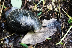 Archachatina bicarinata